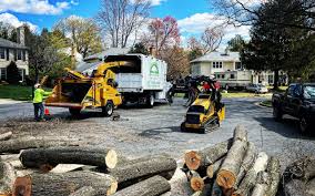 Best Stump Grinding and Removal  in Stone Park, IL