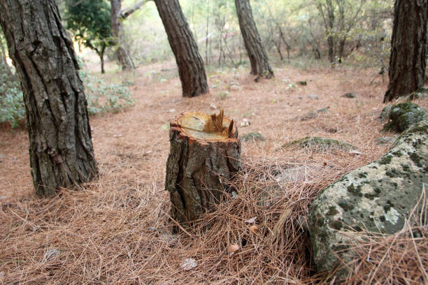 Best Hazardous Tree Removal  in Stone Park, IL