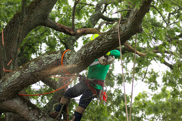 Best Arborist Consultation Services  in Stone Park, IL