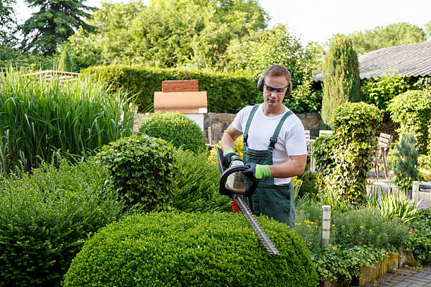 Best Tree and Shrub Care  in Stone Park, IL